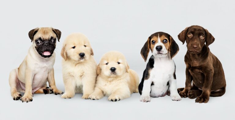 The Ultimate Guide To Puppies: Feeding, Training, Weight & Exercise (0–12 Months)