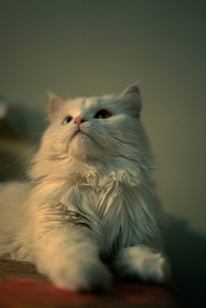 white persian cat laying down looking up - persian cat insurance