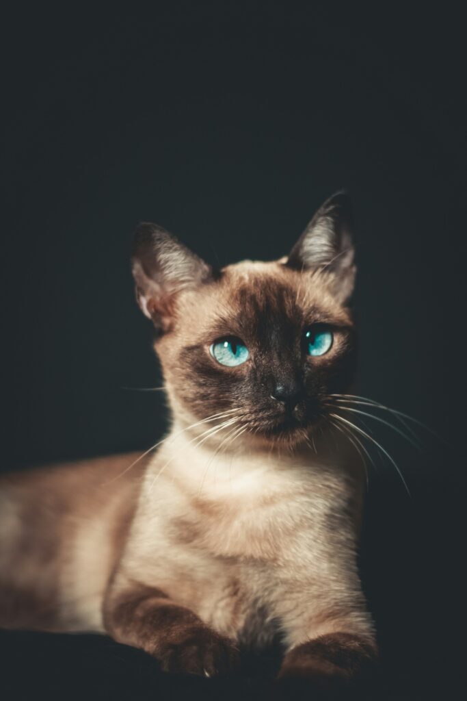 white and black burmese cat against a black background - burmese-cat-insurance