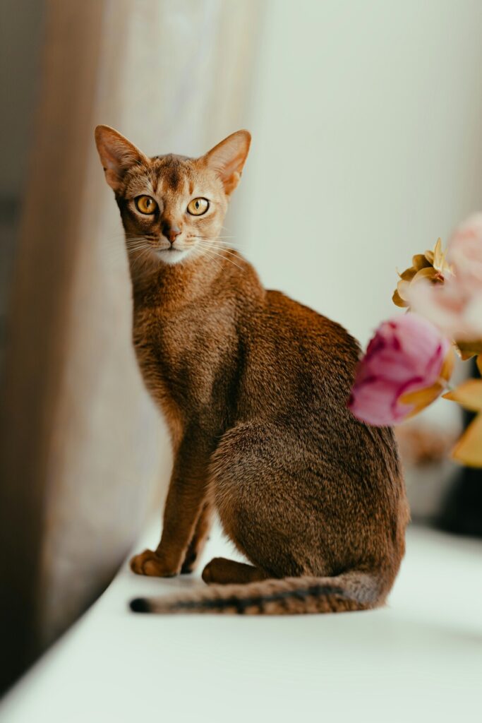 a burmese cat sitting on top of a table next to a vase of flowers - burmese cat insurance