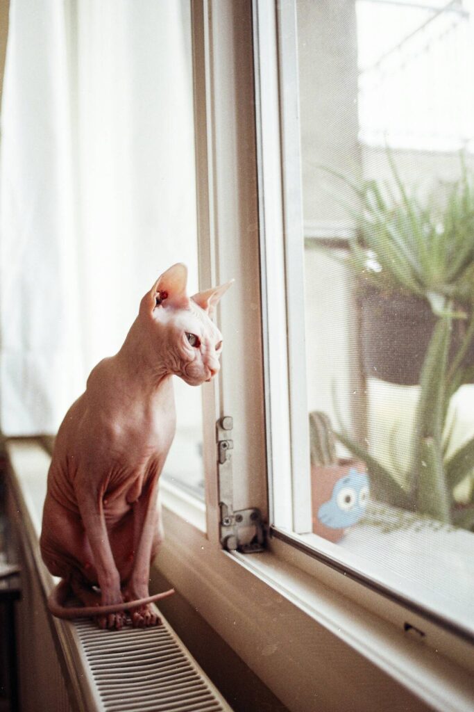 a sphynx cat sitting on a window sill looking out the window - sphynx insurance