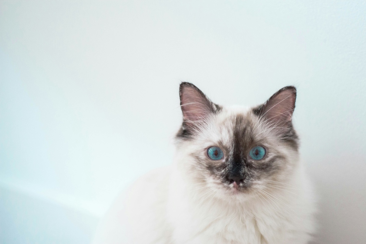 long fur white and black burmese cat - insurance