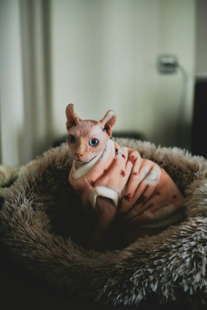 brown sphynx cat on a bed with a pink jumper - sphynx cat insurance
