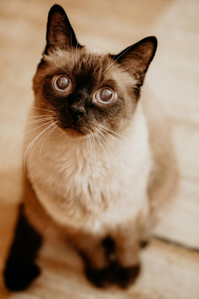 black and white burmese cat sat on the floor - burmese cat insurance