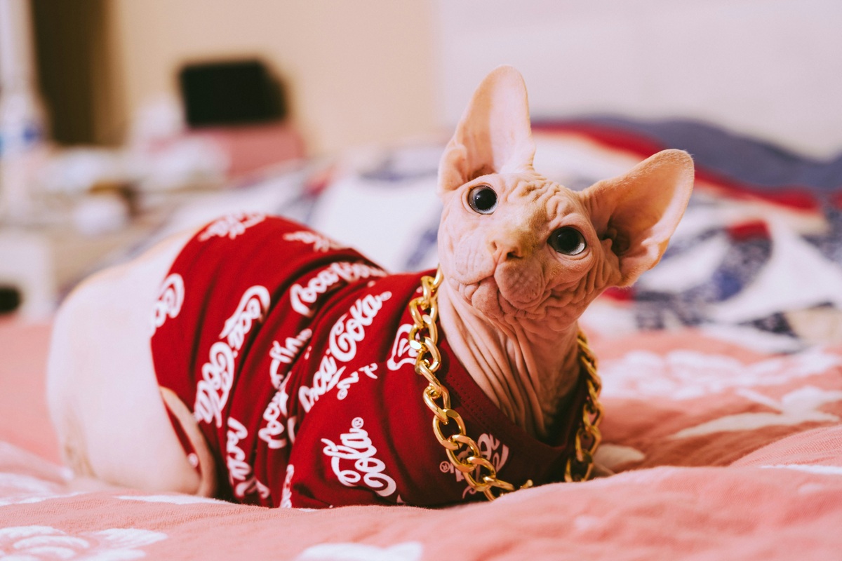 brown sphynx cat in red and white star print shirt lying on a bed - sphynx insurance