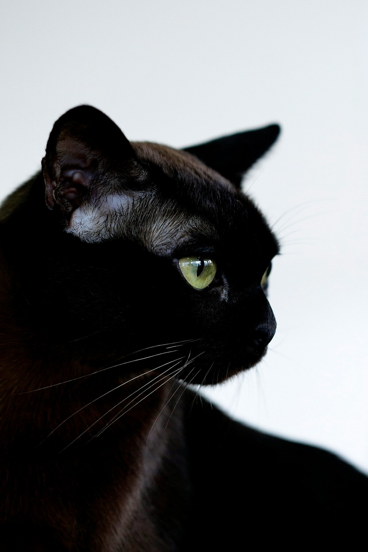black burmese cat with yellow eyes - burmese cat insurance