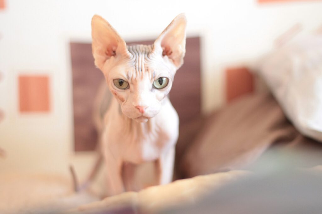 white sphynx cat on a sofa - sphynx cat insurance