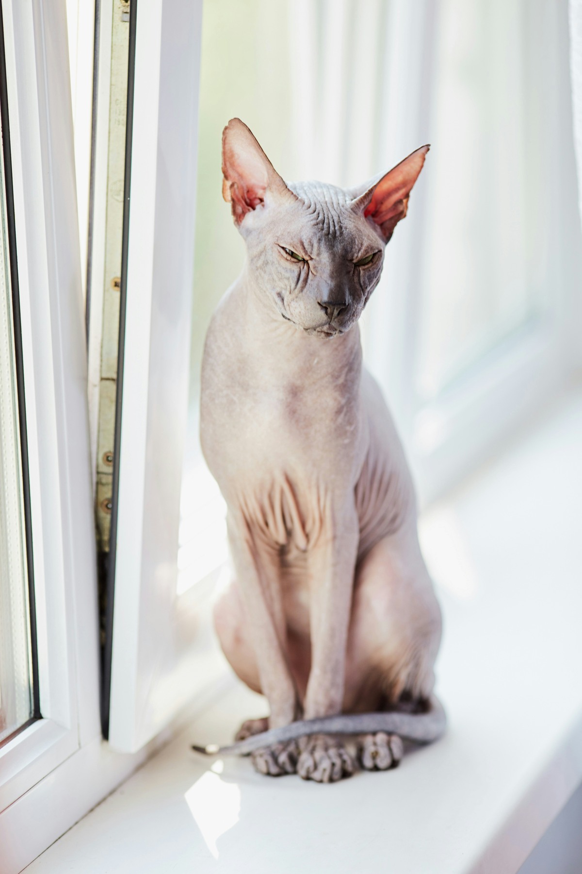 white sphynx cat sat on white table - sphynx insurance