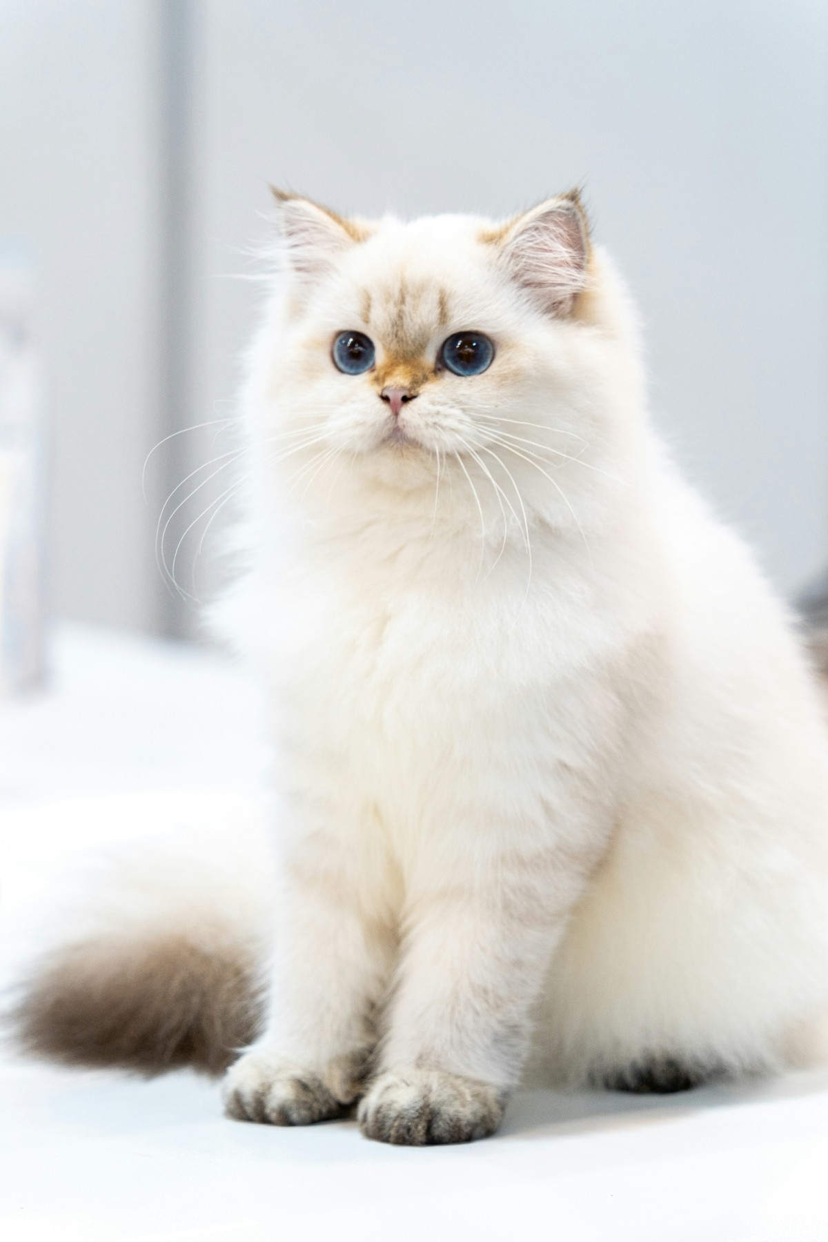a white birman cat sitting on a white bed - birman cat insurance