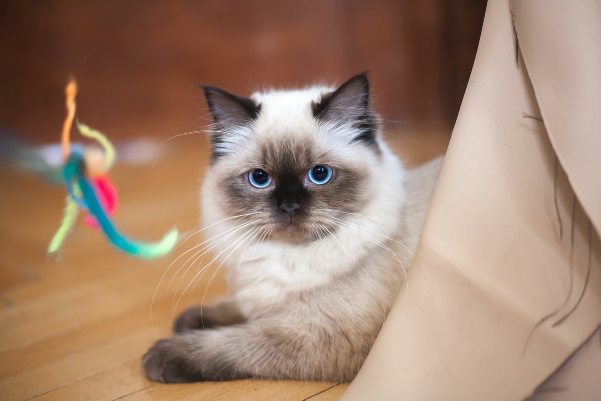 white and black birman kitten laying on a wooden table - pet insurance for birman cats