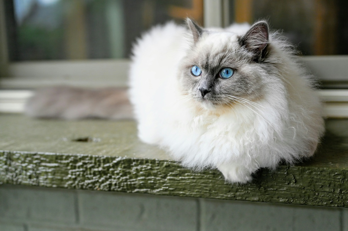 white birman cat laying on a green wooden surface - birman cat insurance