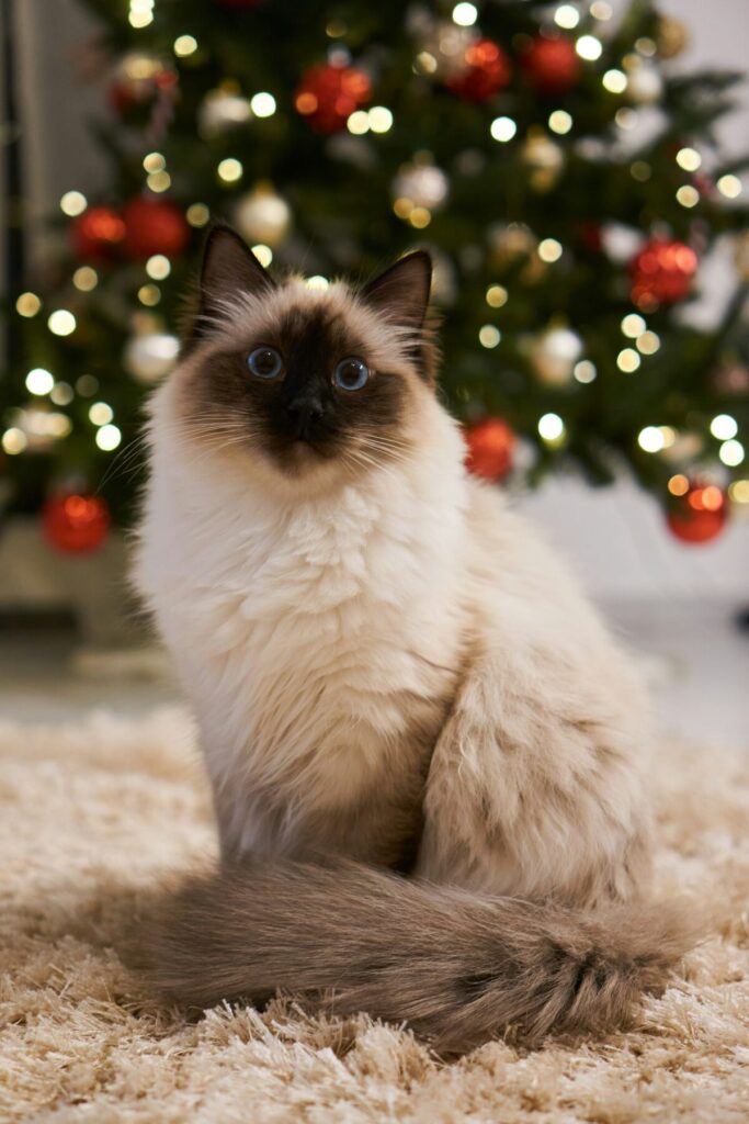 white and black birman cat sat in front of a christmas tree - insurance for birman cats