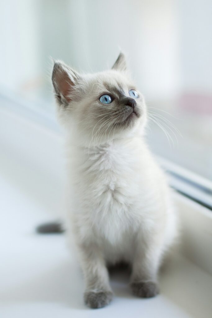 white birman cat sat by a window - birman pet insurance