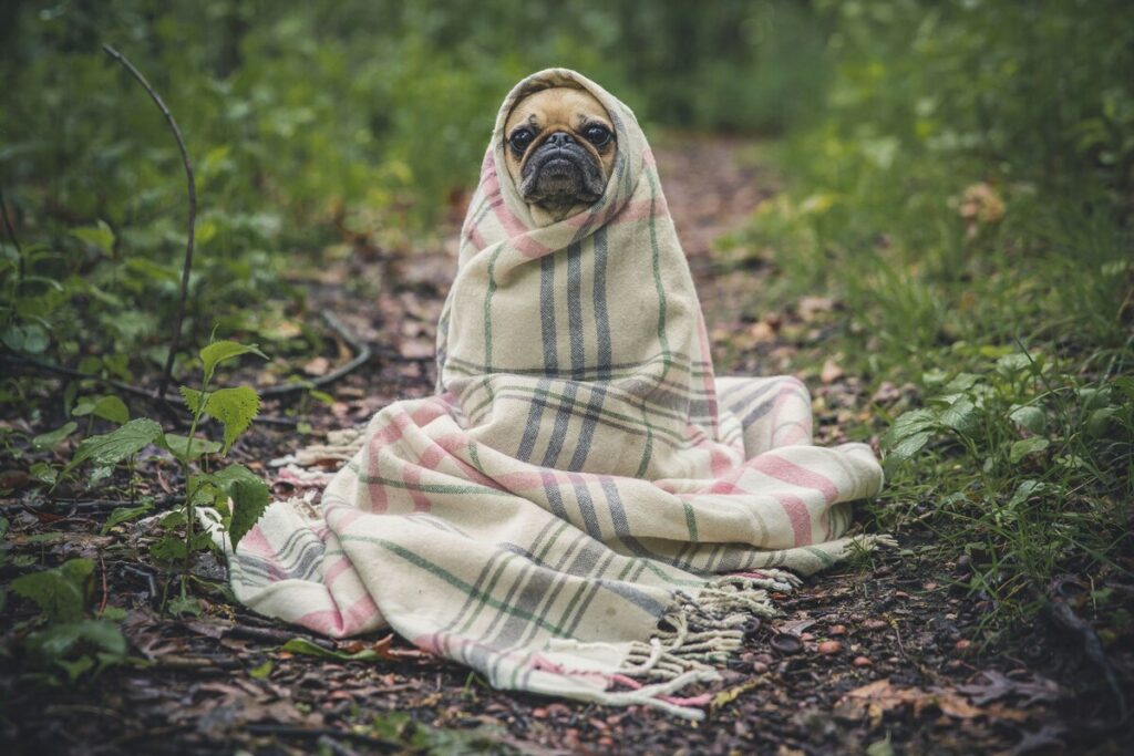 fawn pug covered in burberry textile on a wooded path - best pug insurance uk