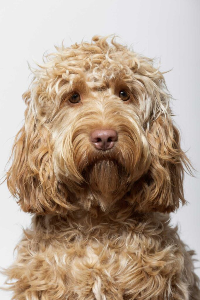 a brown cockapoo with fluffy hair - cockapoo insurance